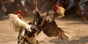 Đá gà cựa dao Campuchia