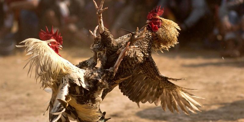 Đá gà cựa dao Campuchia