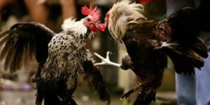 da ga cua sat campuchia 1