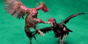 Đá gà đòn Thái Lan