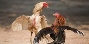 da ga online uy tin 2