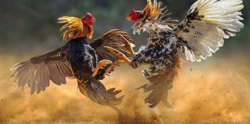 Đá gà trực tiếp macau – Khám phá mẹo cá cược tại 188BET 1 da ga truc tiep macau 1